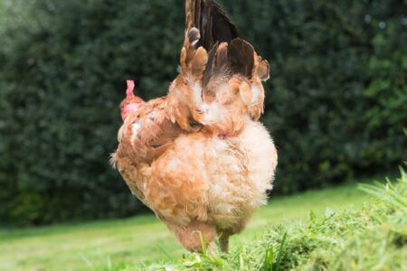 When Do Chickens Start Laying Eggs? - 7 Key Signs