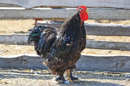 Jersey Giant Chicken: Breed Profile, Facts & Pictures