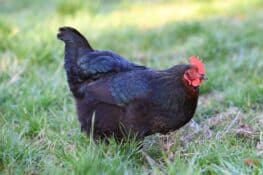 Jersey Giant Chicken: Breed Profile, Facts & Pictures