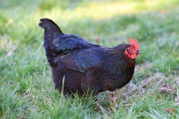 Jersey Giant Chicken: Breed Profile, Facts & Pictures