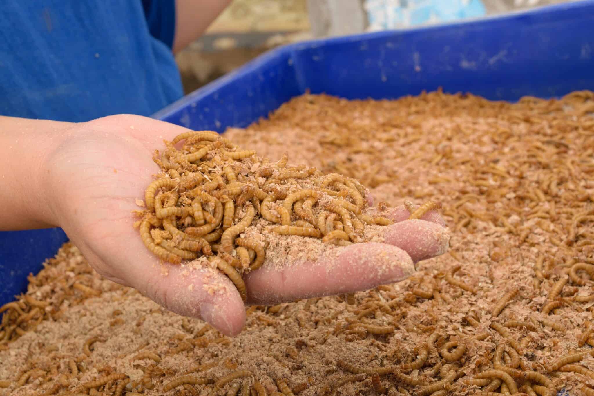 Mealworms for Chickens 8 Benefits You Need to Know