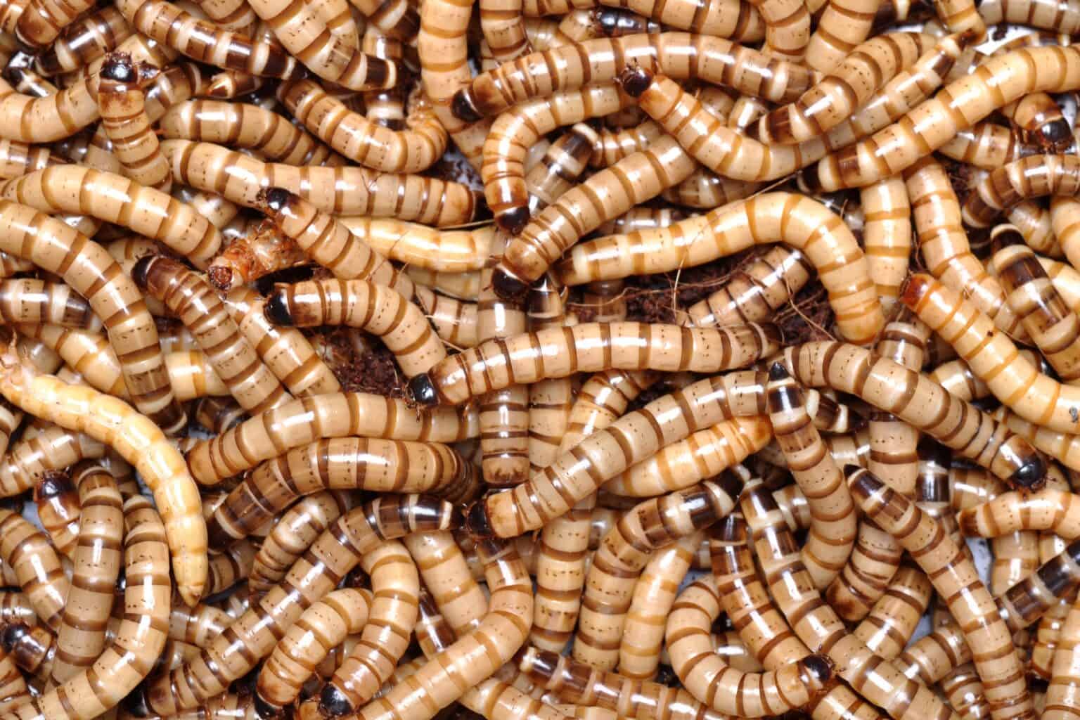 Mealworms for Chickens 8 Benefits You Need to Know