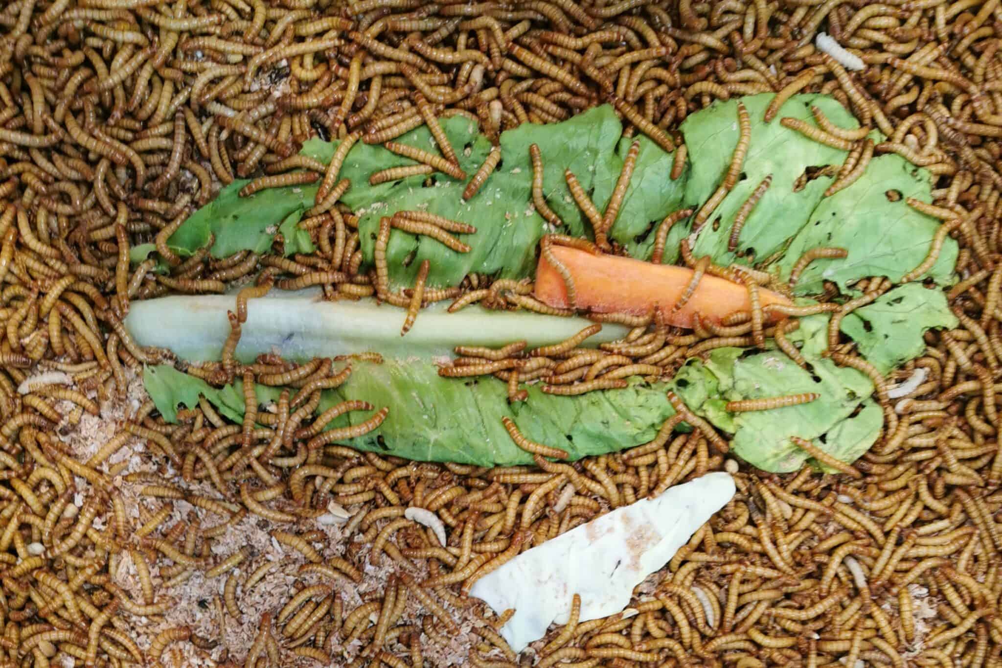 Mealworms for Chickens 8 Benefits You Need to Know