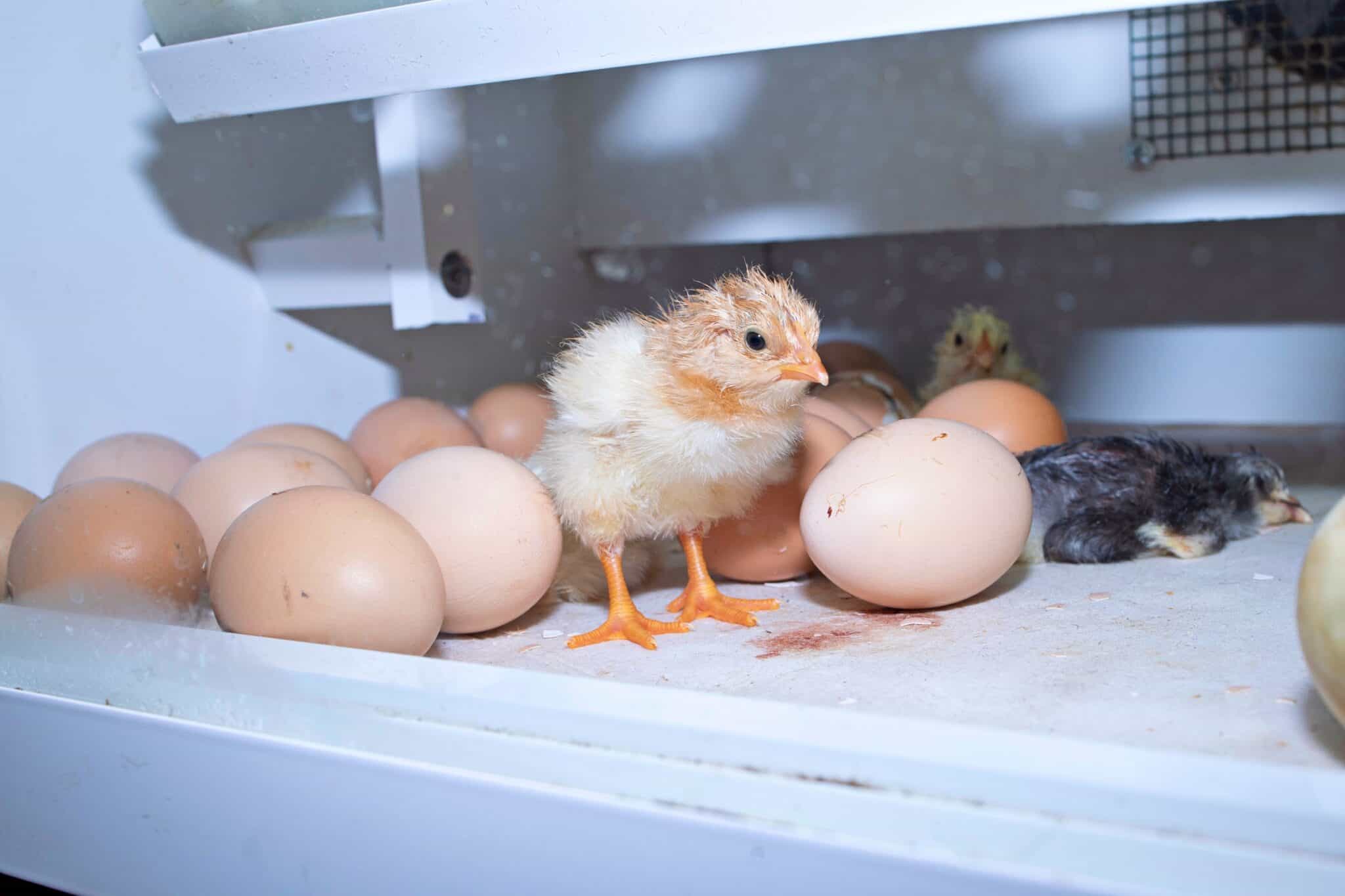 What Do Baby Chicks Eat? A Complete Guide