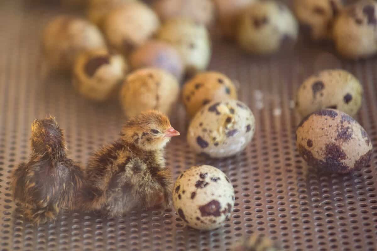 The Ultimate Guide to Incubating and Hatching Quail Eggs