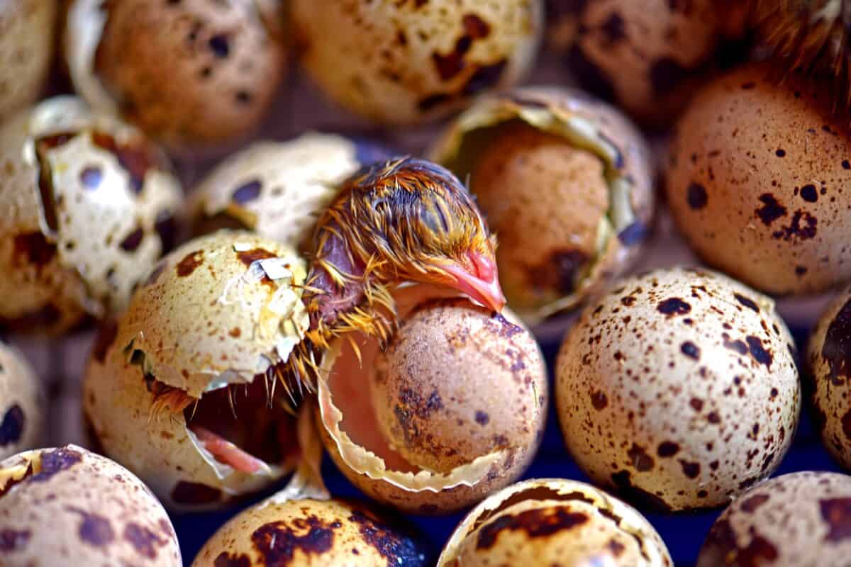 The Ultimate Guide to Incubating and Hatching Quail Eggs