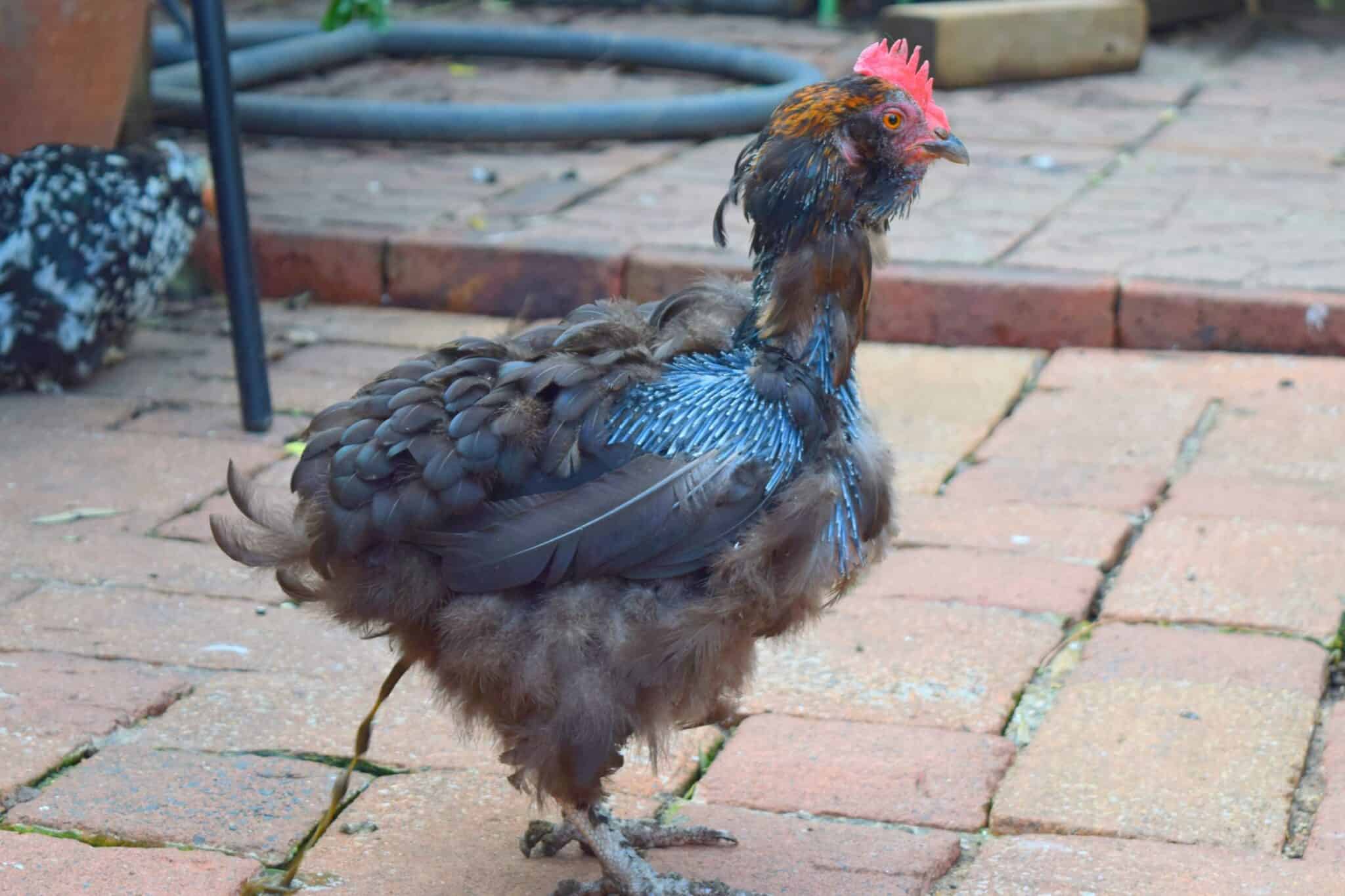 Chicken Losing Feathers 14 Reasons & How to Treat It
