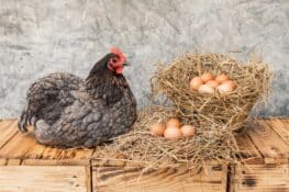 When Do Chickens Start Laying Eggs? - 7 Key Signs