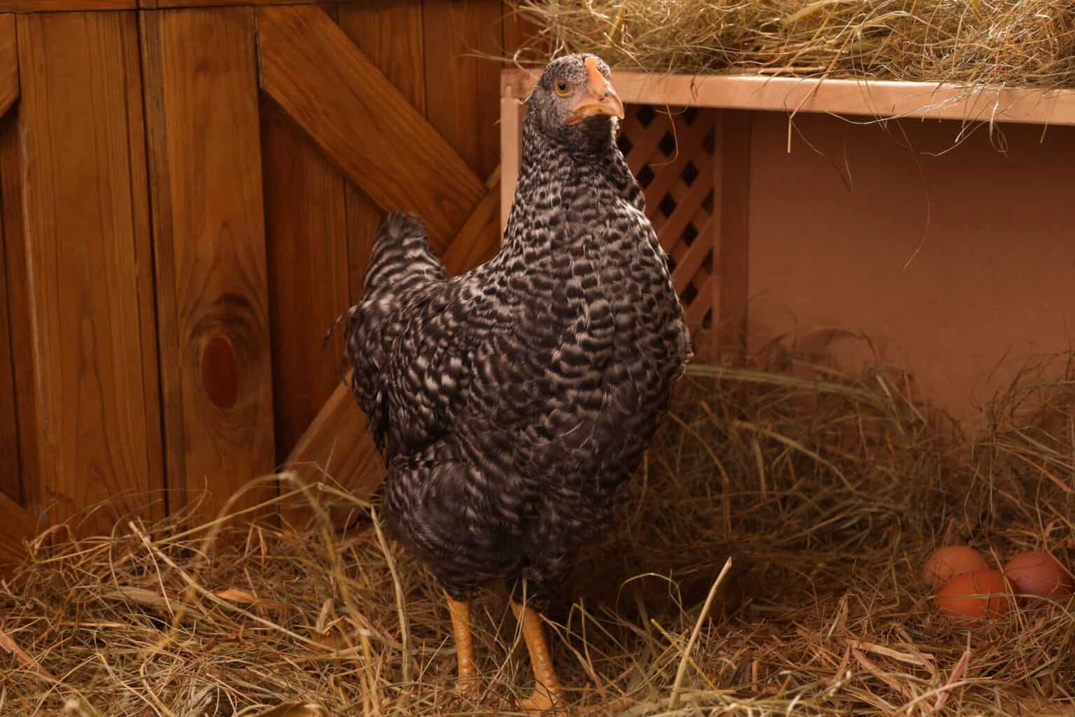 What Is a Pullet? Everything You Need to Know