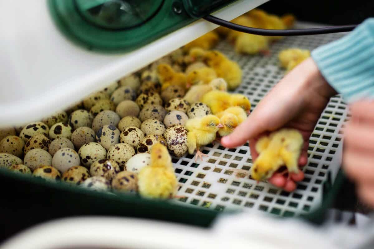 The Ultimate Guide to Incubating and Hatching Quail Eggs