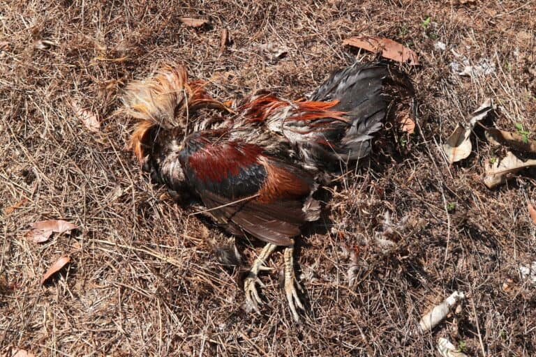 Sudden Chicken Death Why Chickens Are Dying One By One?