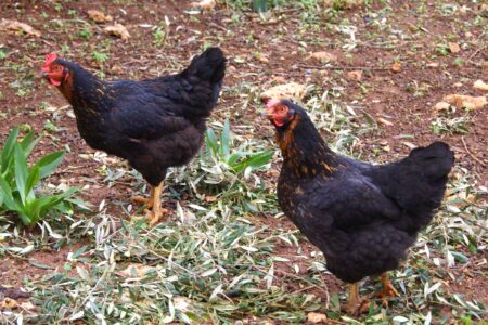 Black Sex Link Chicken: Breed Profile, Care Guide & Facts