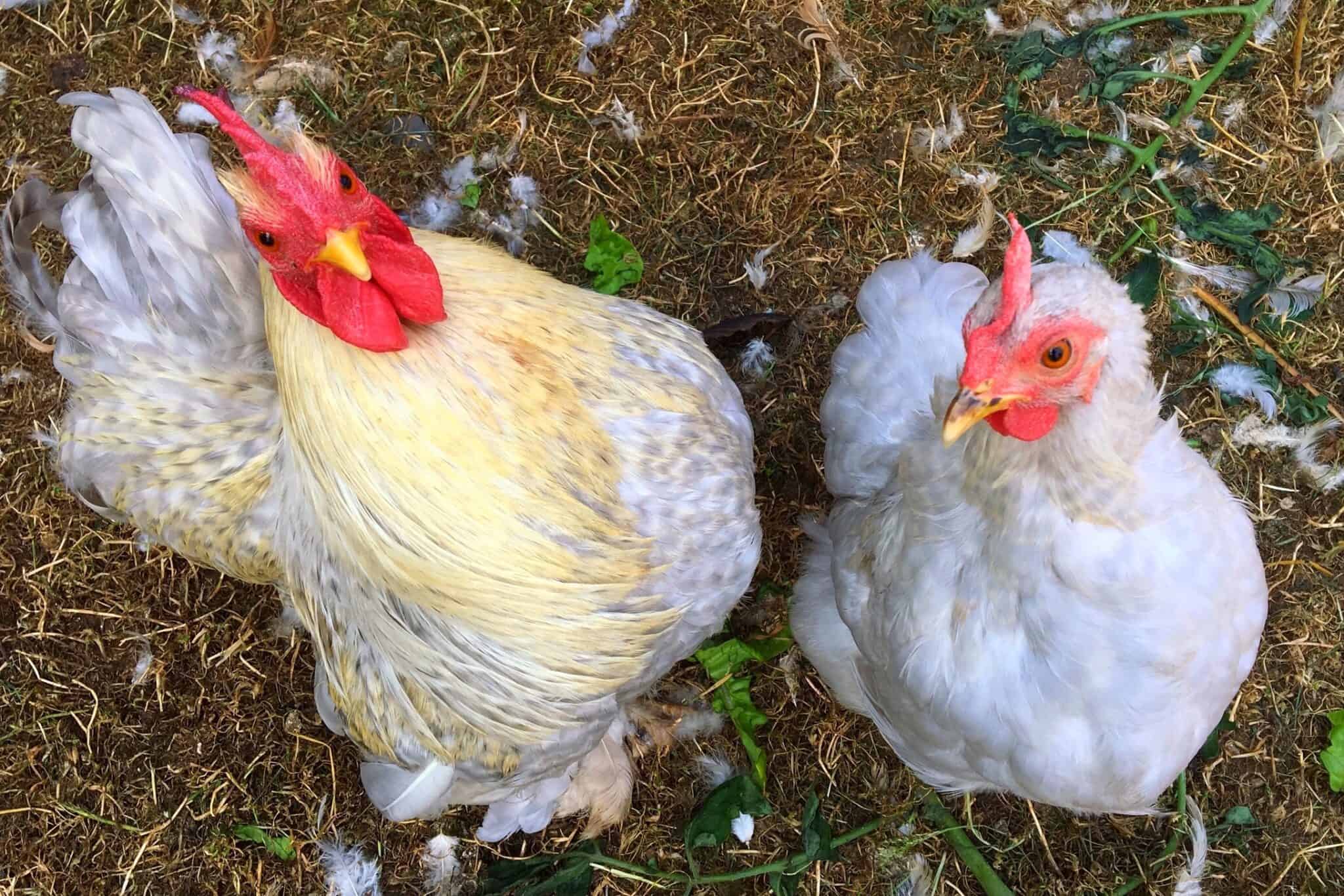 Chicken Losing Feathers 14 Reasons & How to Treat It