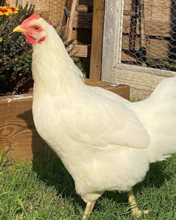 Jersey Giant Chicken: Breed Profile, Facts & Pictures
