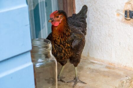 Black Sex Link Chicken: Breed Profile, Care Guide & Facts
