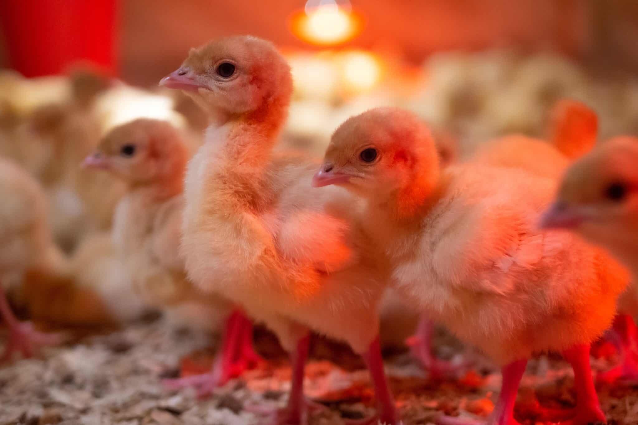 Temperature Chart and Guide for Baby Chicks Daily Chickens