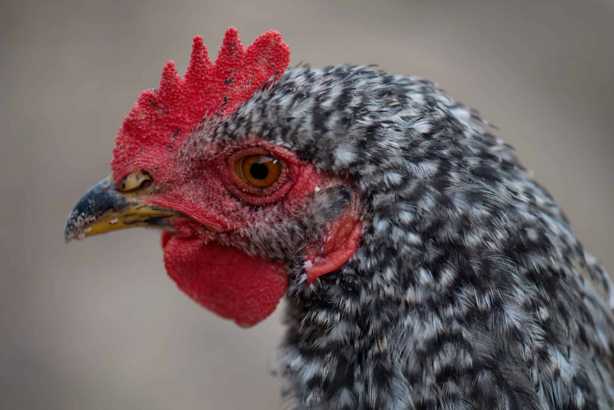 Black Spots on Chicken Comb Top 15 Causes & What to Do