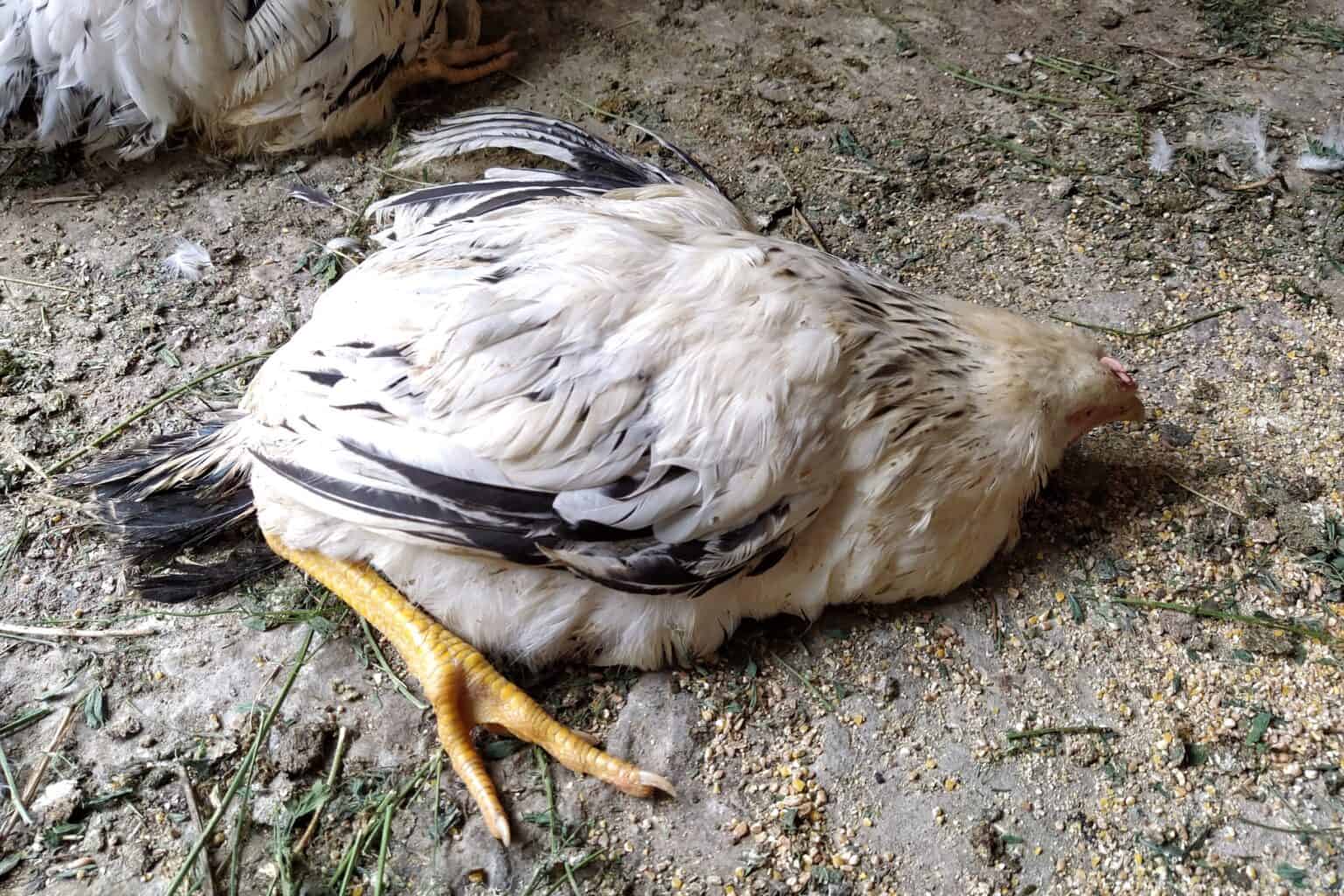 Corid for Chickens: Dosage Guidelines for Coccidiosis