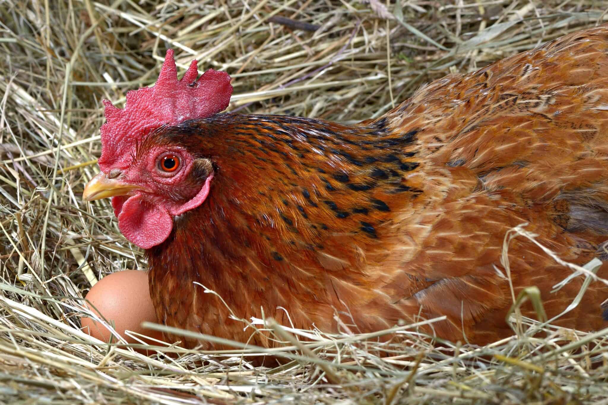 How Many Eggs Can a Chicken Lay in a Day? (A Detailed Guide)