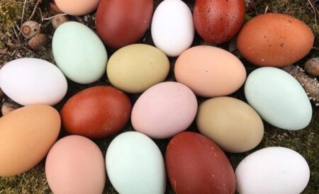 Chicken Egg Colors Chart (By Egg Color & By Breed)