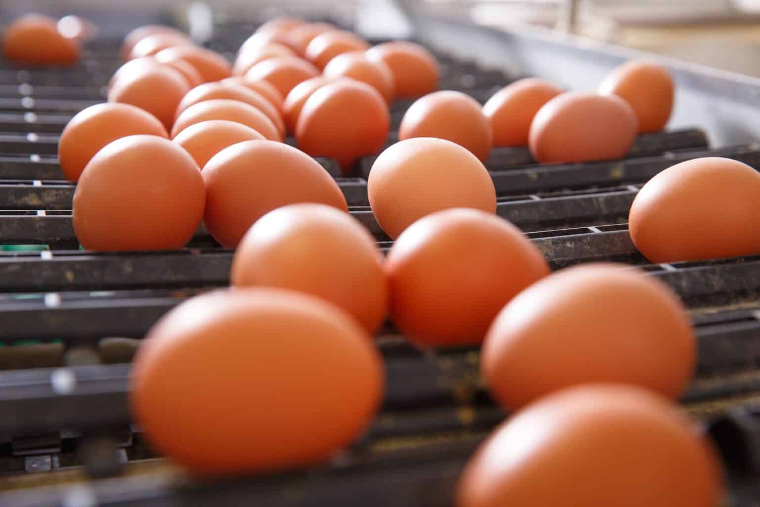 How Many Eggs Can a Chicken Lay in a Day? (A Detailed Guide)