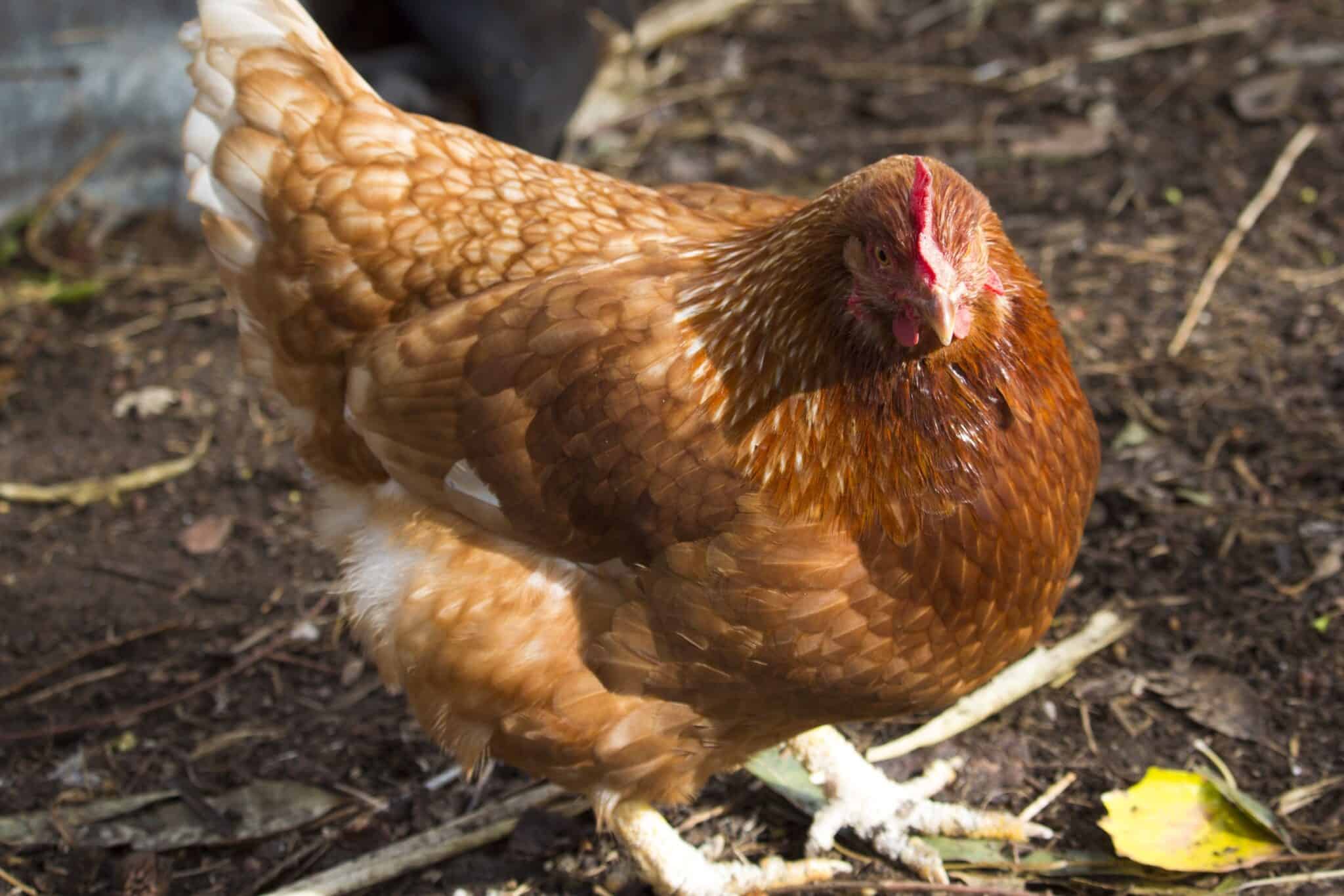 Gold Star Chicken Breed Profile Pictures Facts