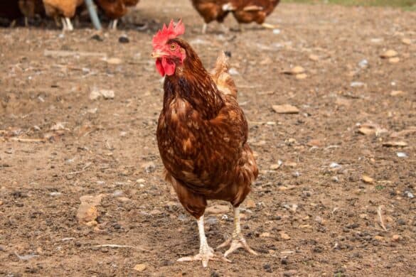 ISA Brown Chicken: Breed Profile, Facts & Pictures