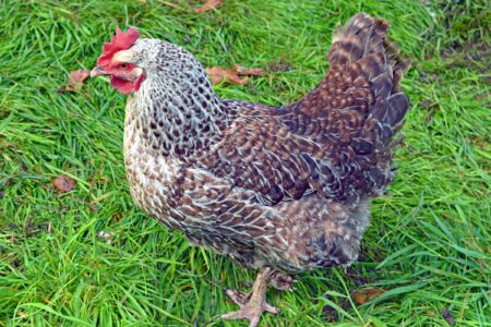 Speckled Sussex: Chicken Breed Profile, Pictures & Facts