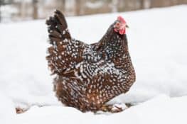Speckled Sussex: Chicken Breed Profile, Pictures & Facts