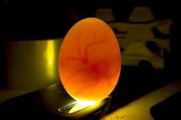 How Are Chicken Eggs Fertilized? - 13 Most Asked Questions