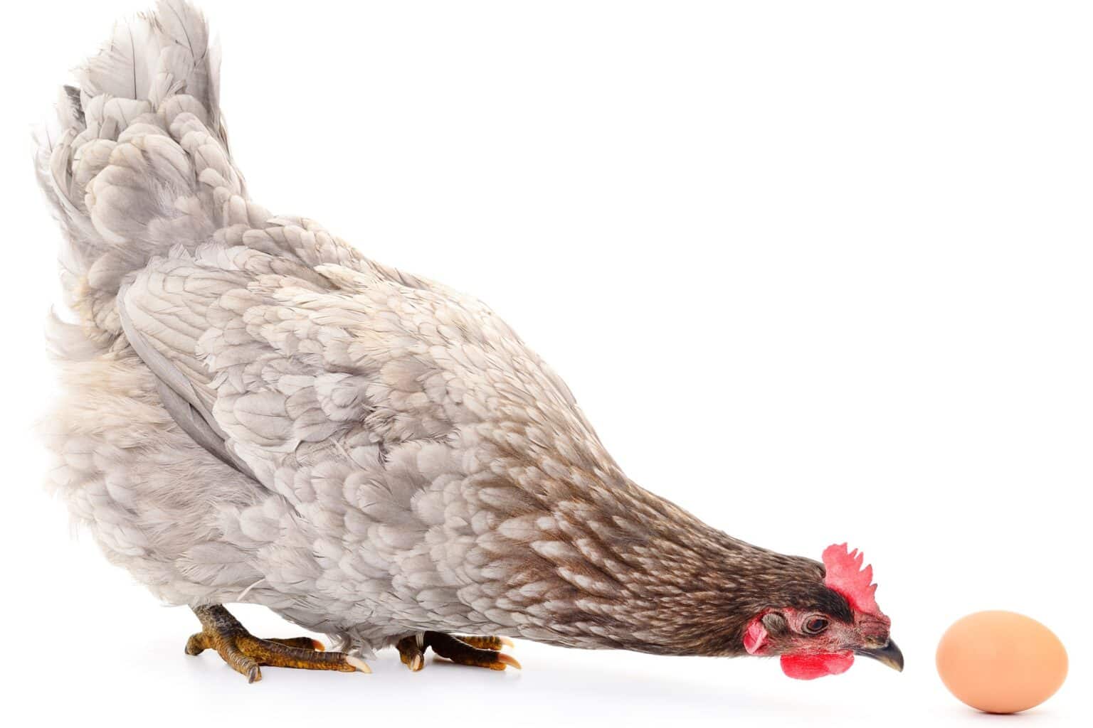 Where Exactly Does the Egg Come Out of a Chicken?