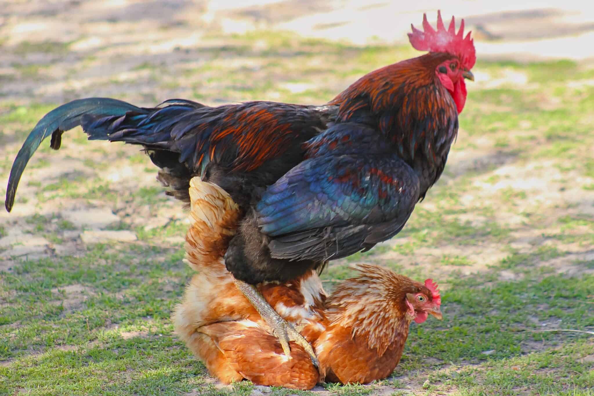 How Do Chickens Mate? Chicken Mating Explained