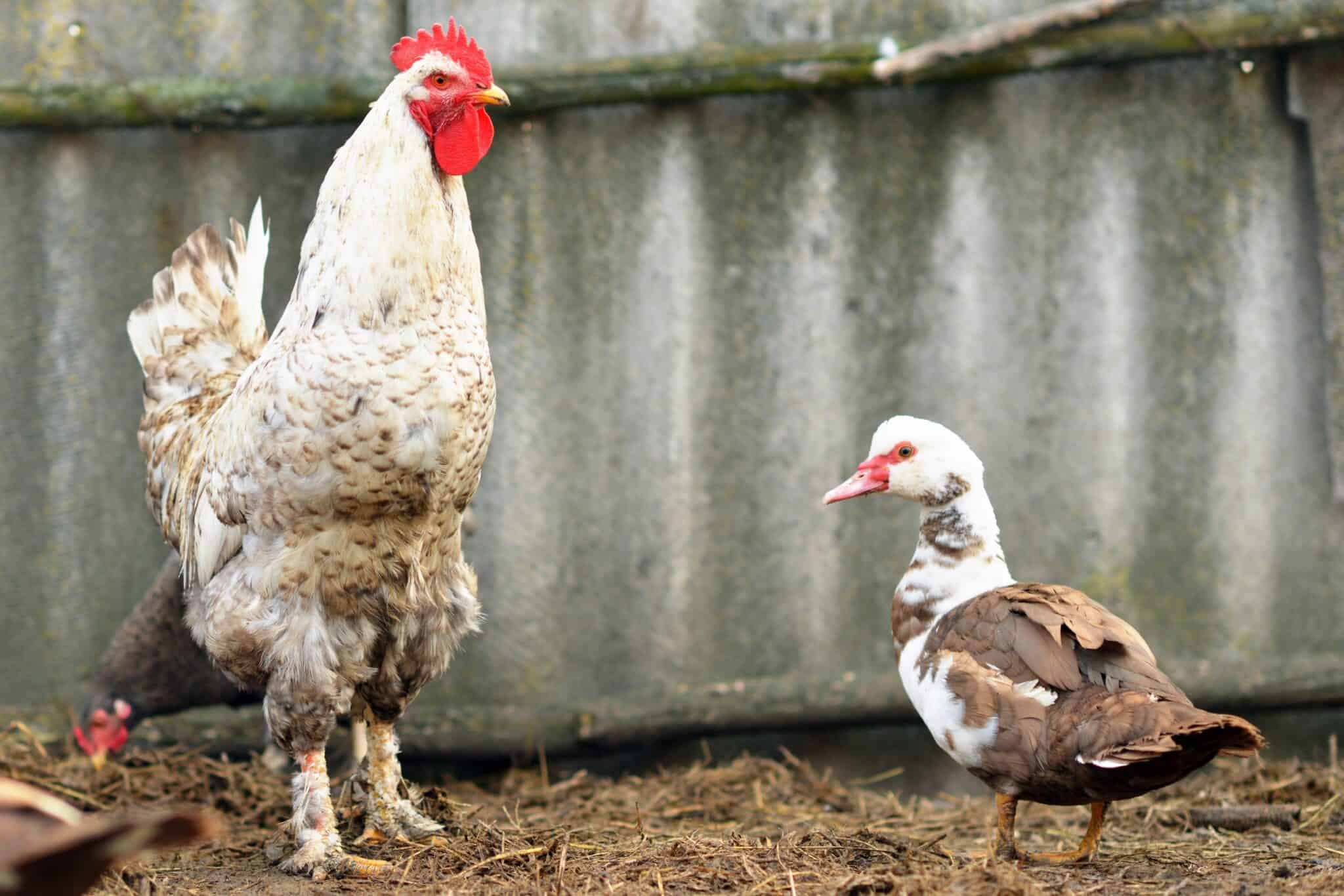 Can Ducks and Chickens Mate? Will They Try to Mate?