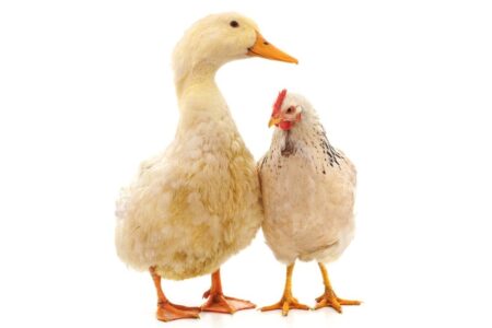 Can Ducks and Chickens Mate? - Will They Try to Mate?