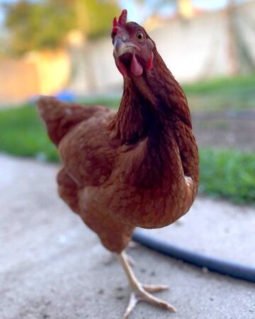 What Are Gold Sex Link Chickens? - A Comprehensive Guide