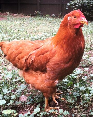 What Are Gold Sex Link Chickens? - A Comprehensive Guide