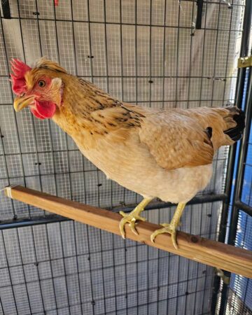 What Are Sex Link Chickens? - A Comprehensive Guide