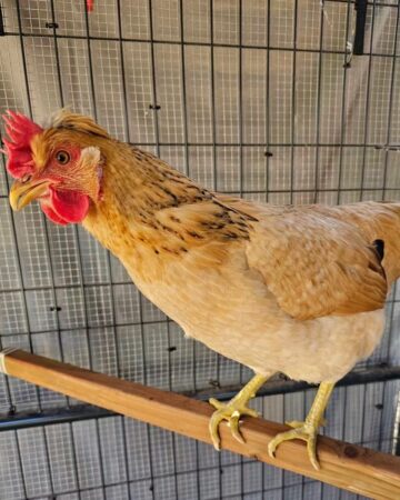 What Are Gold Sex Link Chickens? - A Comprehensive Guide