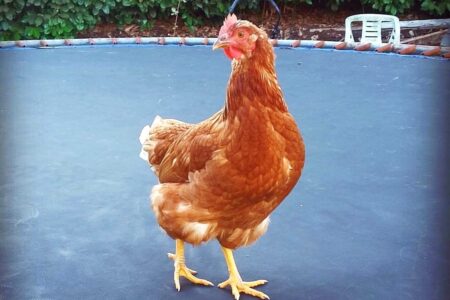 What Are Gold Sex Link Chickens? - A Comprehensive Guide