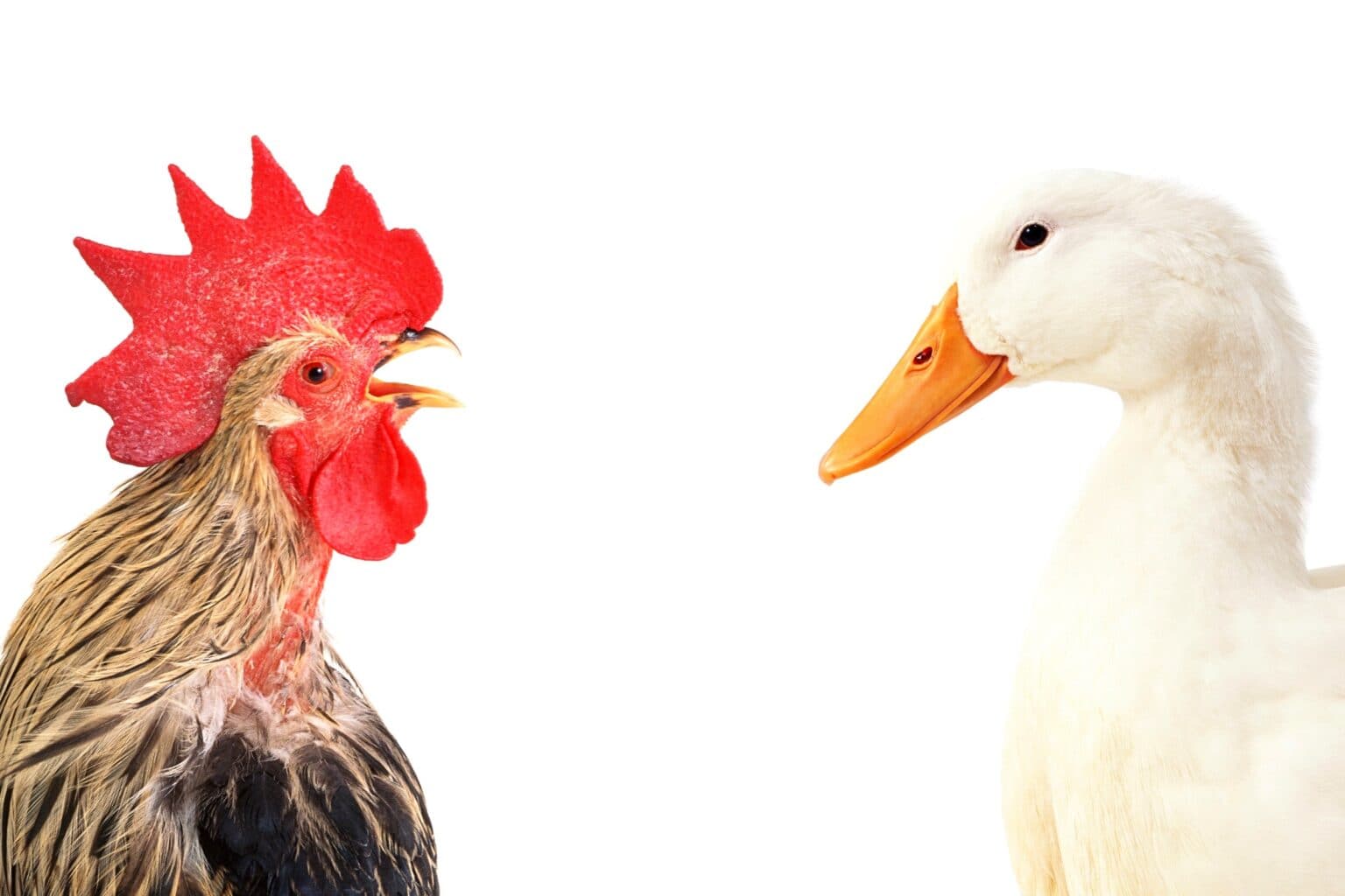 Can Ducks and Chickens Mate? Will They Try to Mate?