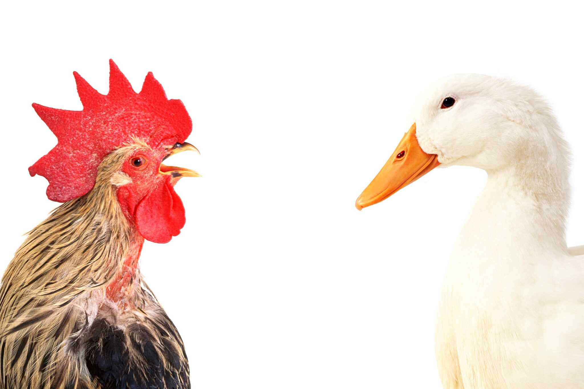 Can Ducks and Chickens Mate? Will They Try to Mate?