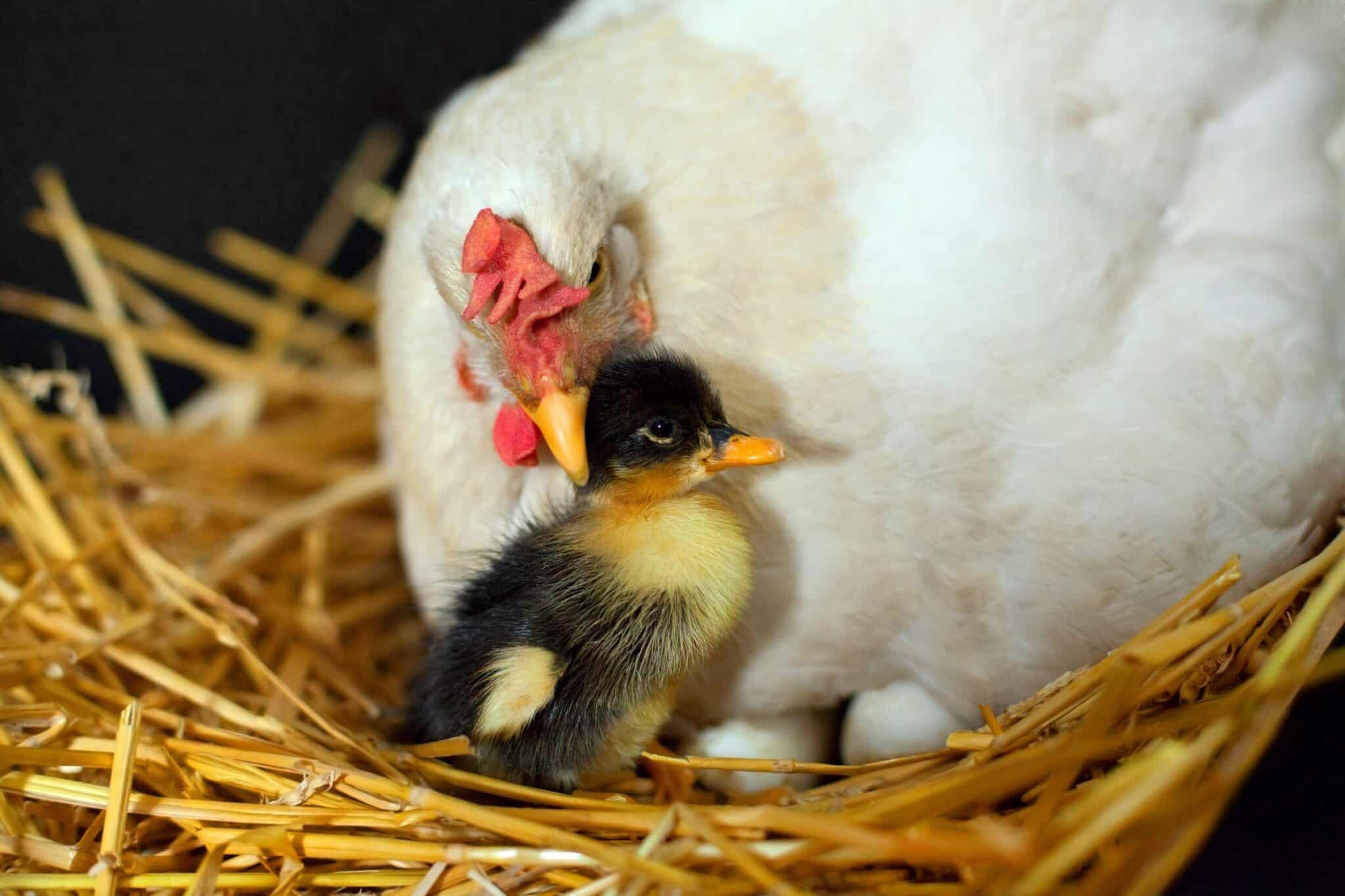 Gorgeous Can A Duck Mate With A Chicken Capture Concept Gorgeous Can A Duck Mate With A Chicken Capture Concept