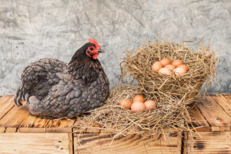 How Are Chicken Eggs Fertilized? - 13 Most Asked Questions