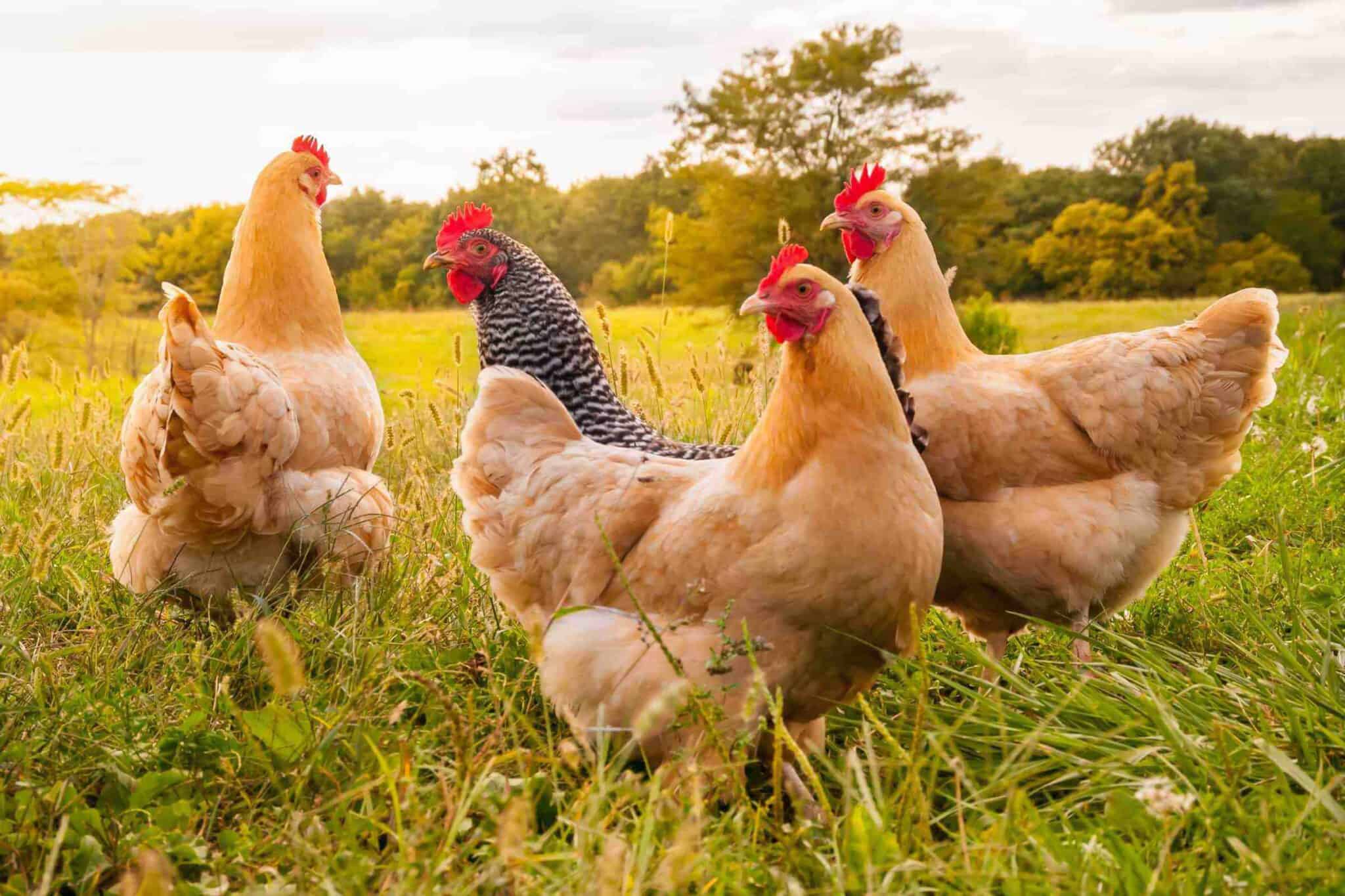 22 Best Meat Chickens to Raise in Your Backyard