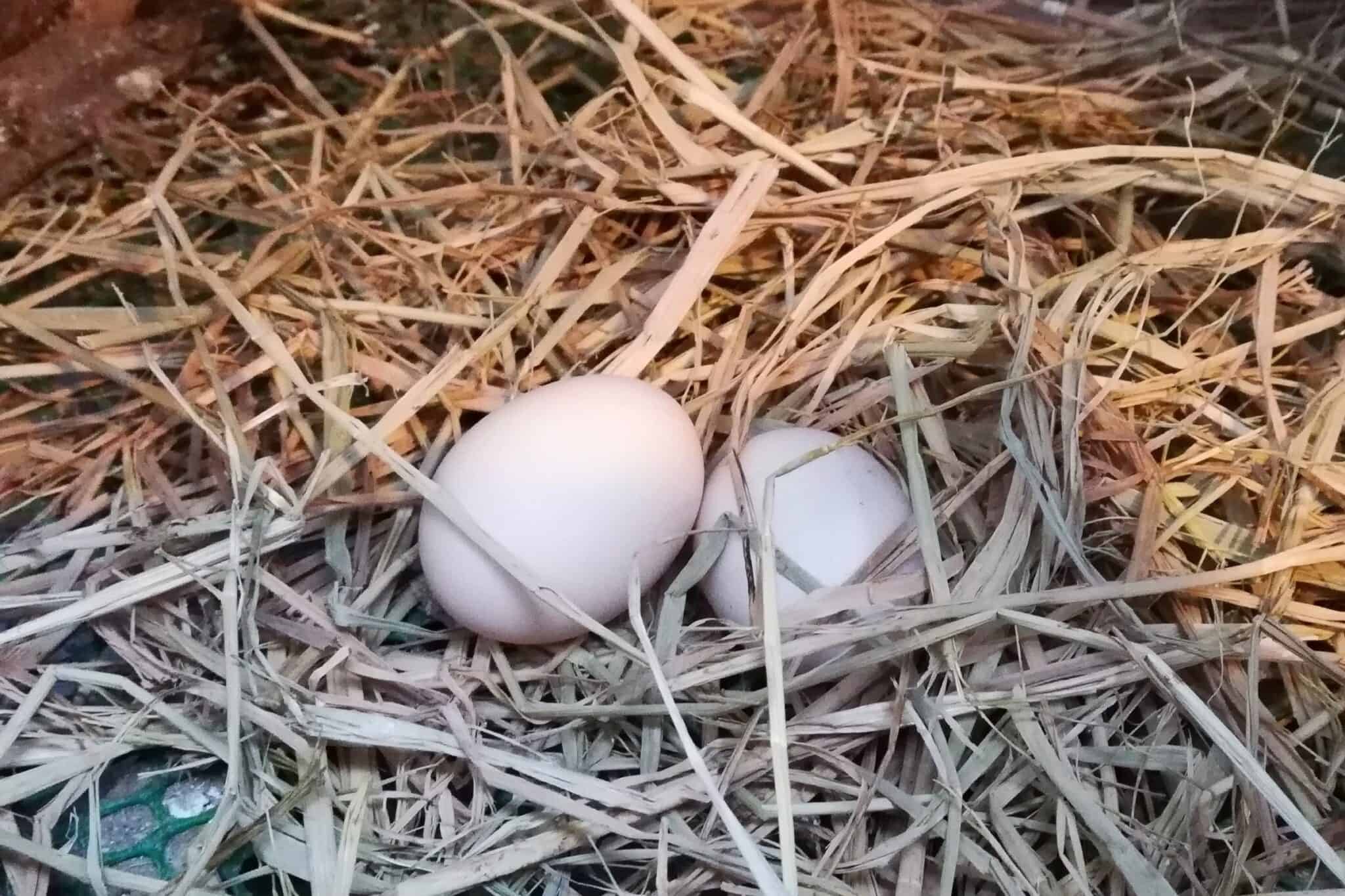 Silkie Chicken Eggs A Definitive Guide With FAQs