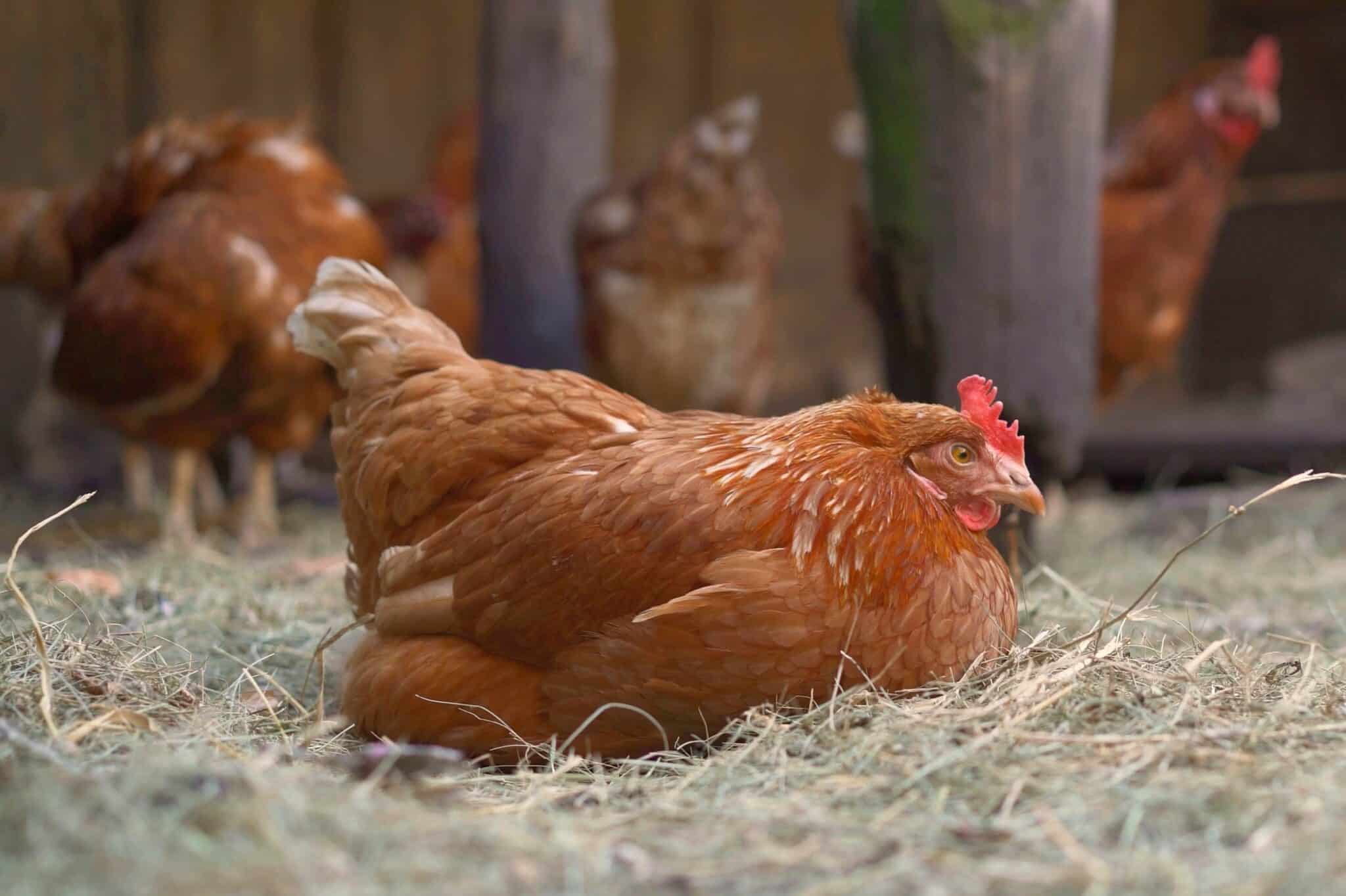 Sand for Chicken Coop What Kind of Sand & How to Use It