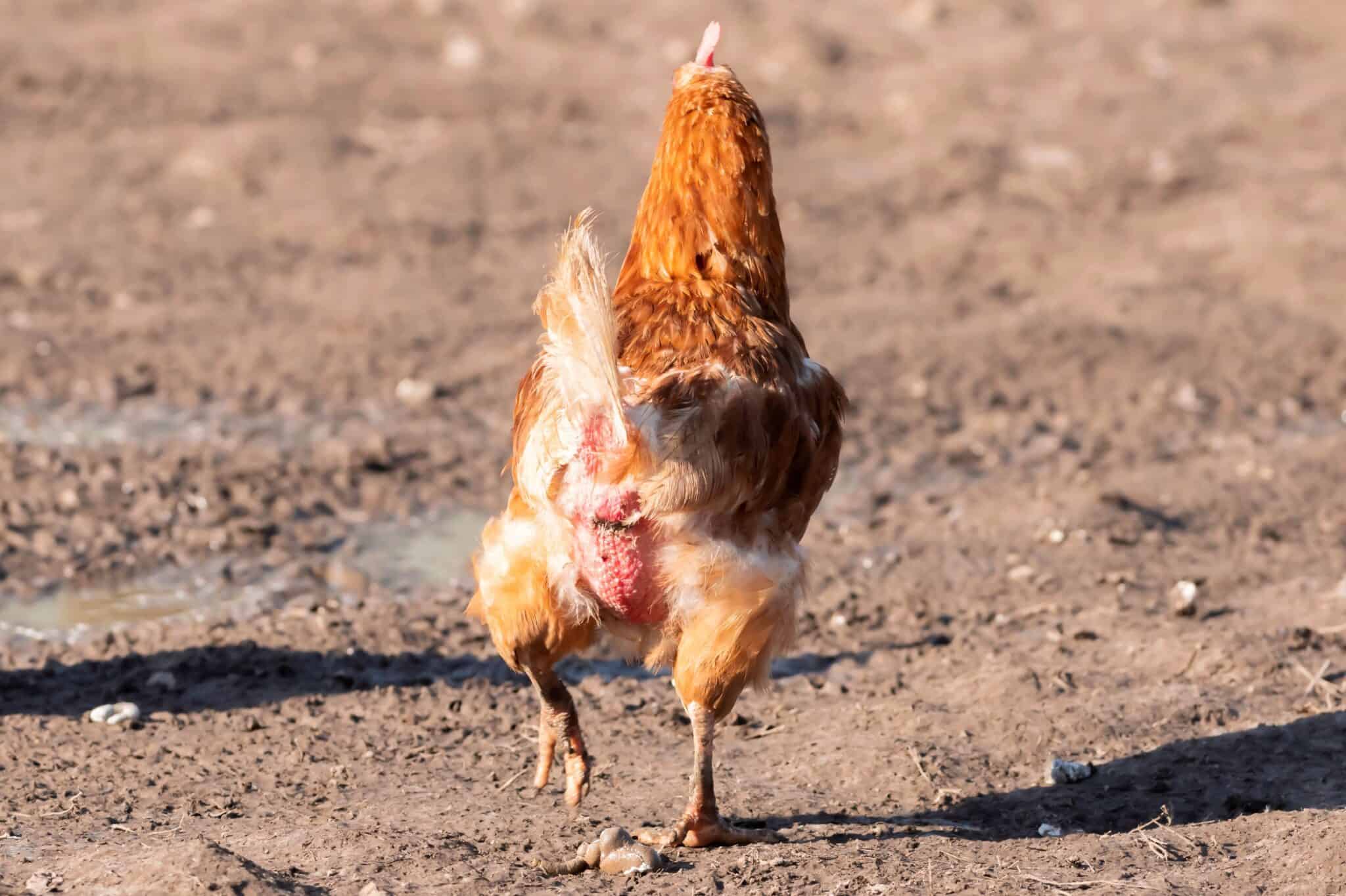 Vent Gleet in Chickens Symptoms, Causes & Treatments