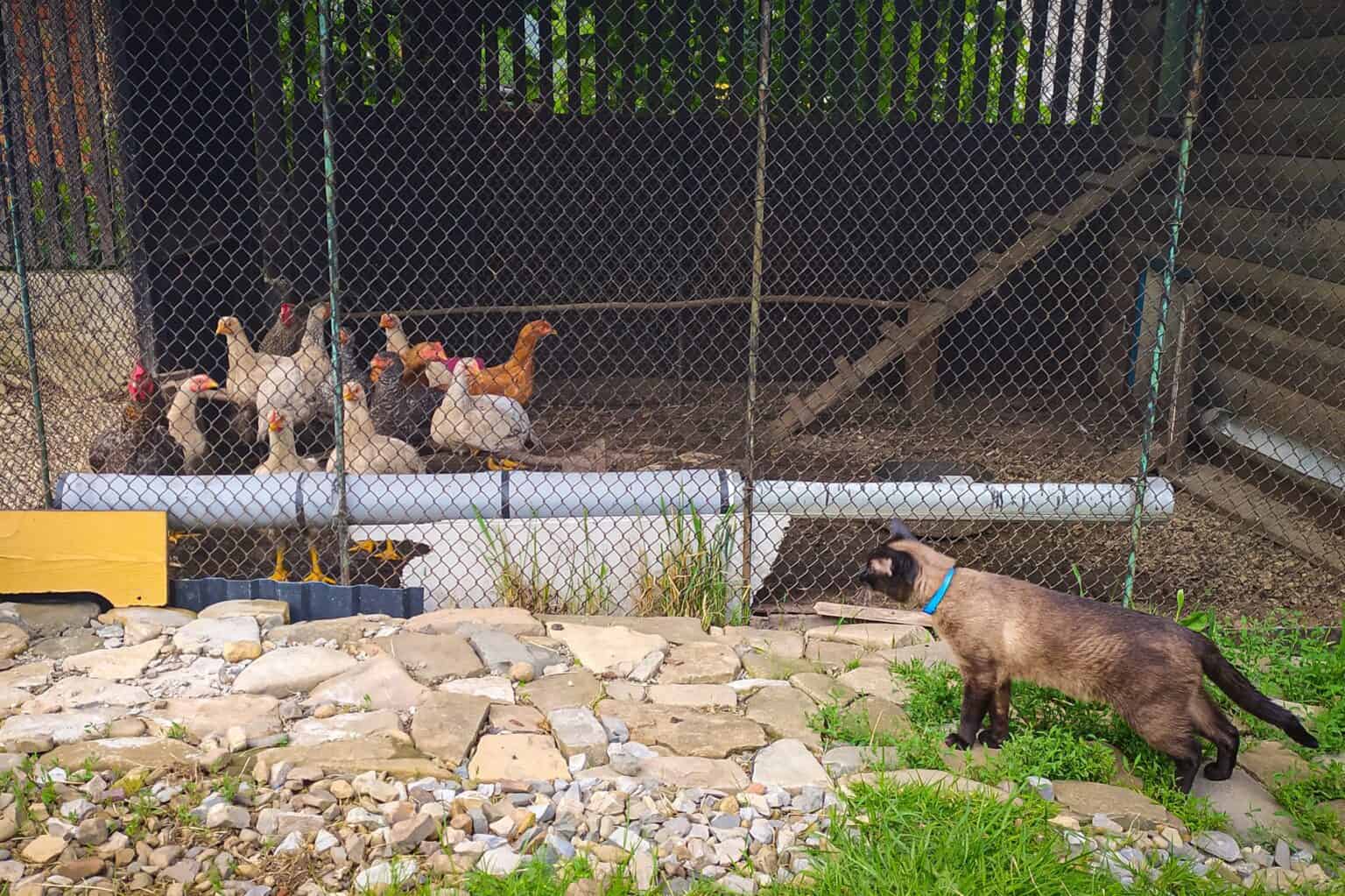 Will Cats Kill Chickens? (How to Protect Chickens From Cats)