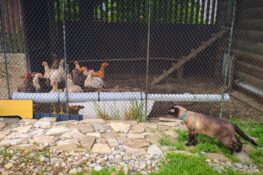 Will Cats Kill Chickens? (How to Protect Chickens From Cats)