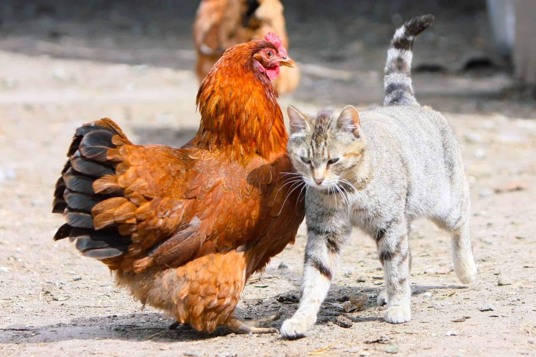 Will Cats Kill Chickens? (How to Protect Chickens From Cats)